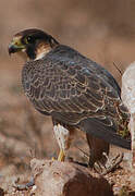 Faucon de Barbarie