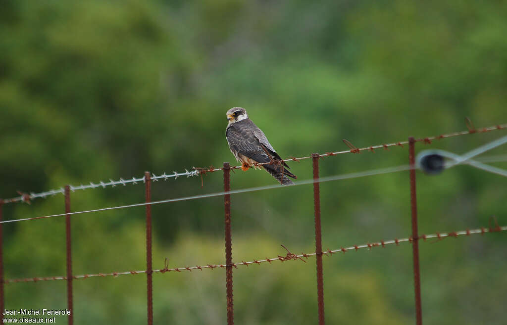 Amur Falcon female adult