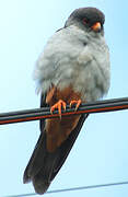 Amur Falcon