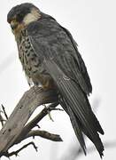 Amur Falcon