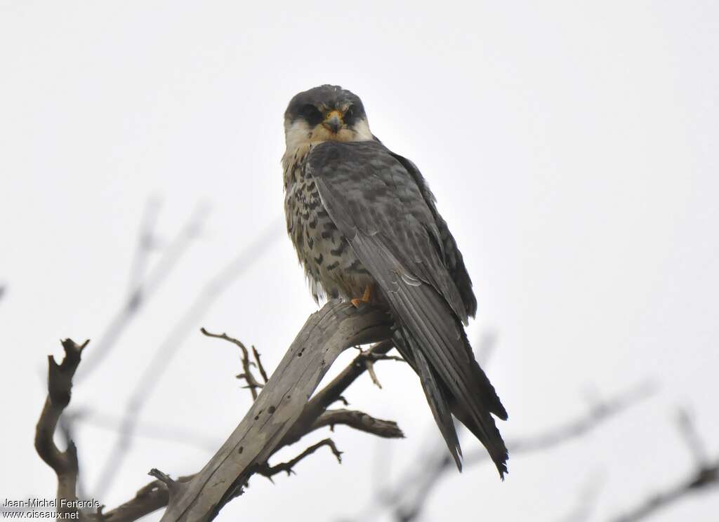 Amur FalconSecond year, identification