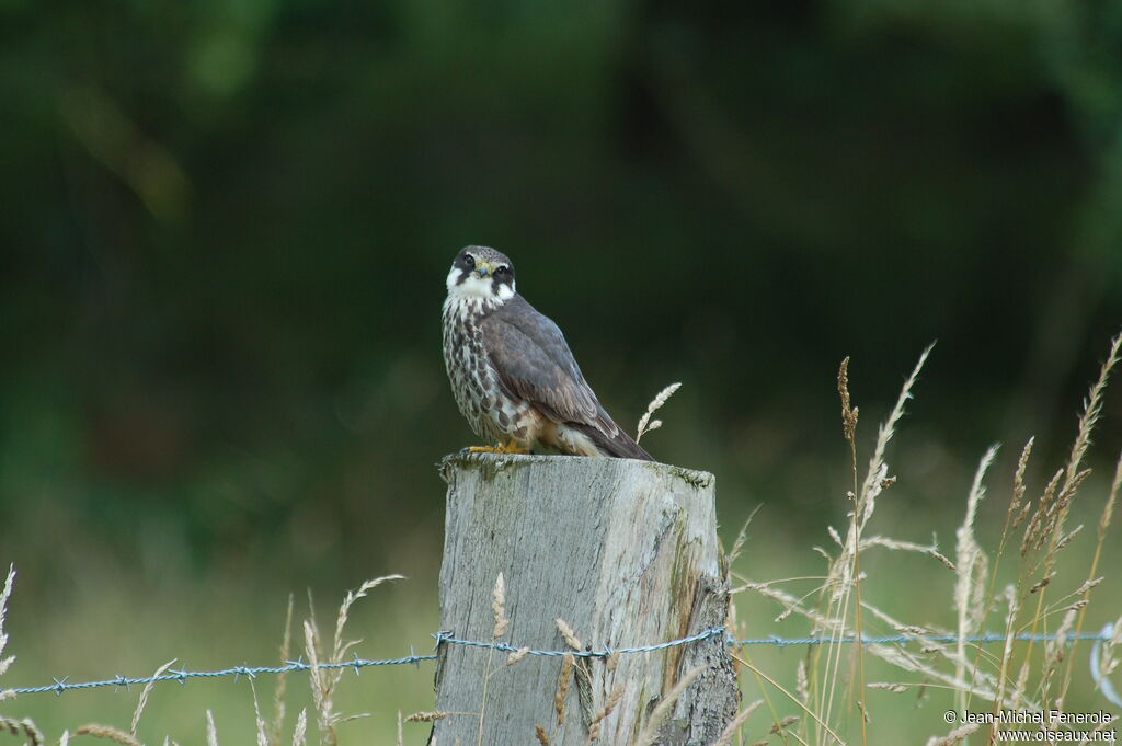 Eurasian Hobby