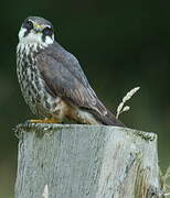 Eurasian Hobby