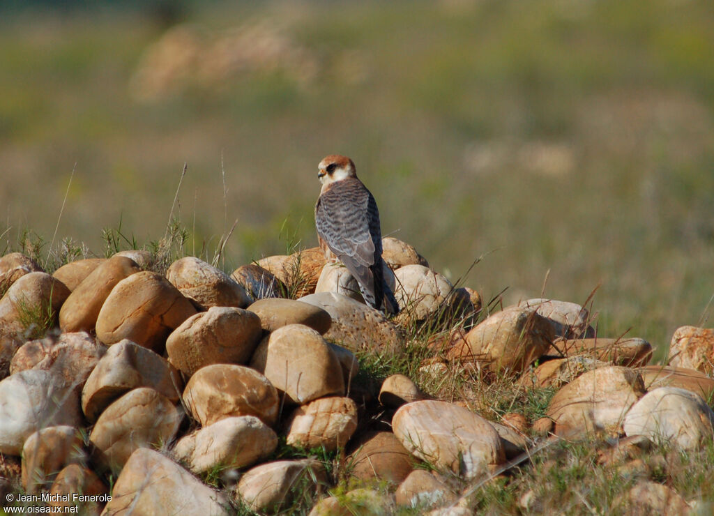 Red-footed Falcon female adult