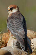 Red-footed Falcon