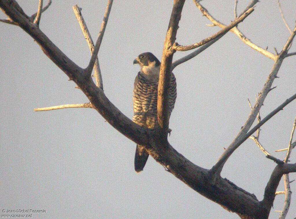 Peregrine Falconadult