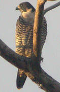 Peregrine Falcon