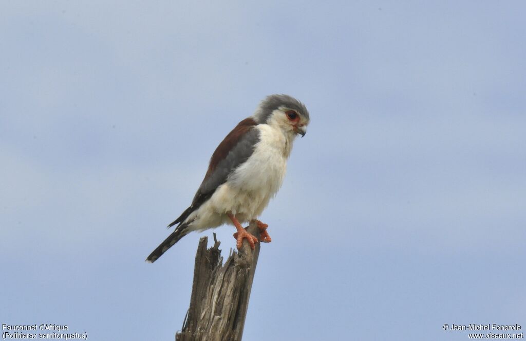 Pygmy Falcon