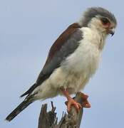 Pygmy Falcon