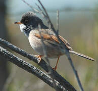 Spectacled Warbler