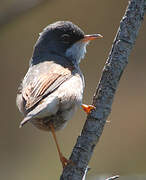 Spectacled Warbler