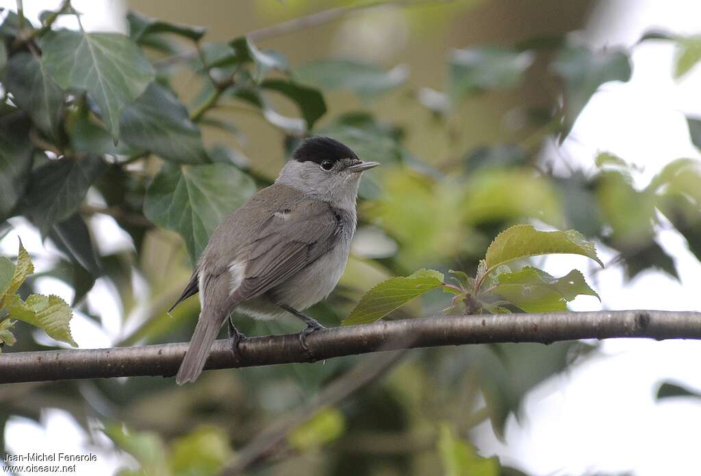 Fauvette à tête noire mâle adulte, habitat, pigmentation
