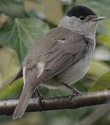 Eurasian Blackcap