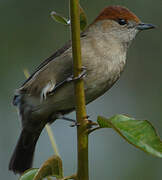 Eurasian Blackcap