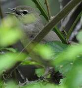 Garden Warbler