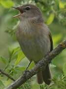 Garden Warbler