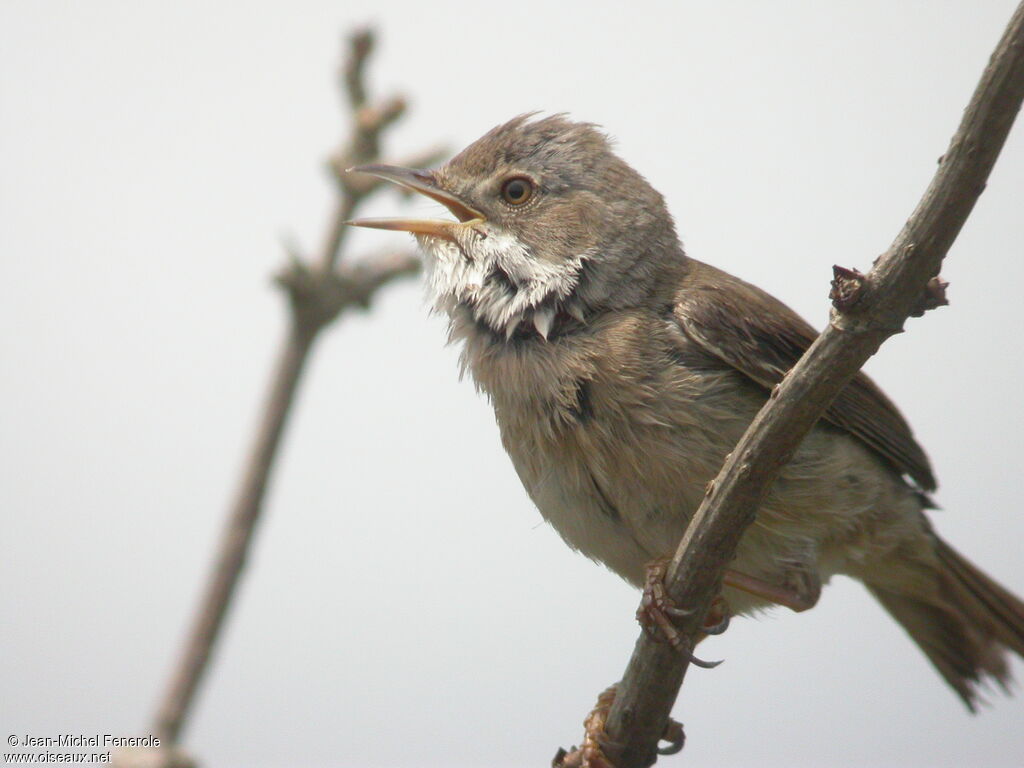 Common Whitethroat