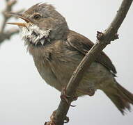 Common Whitethroat