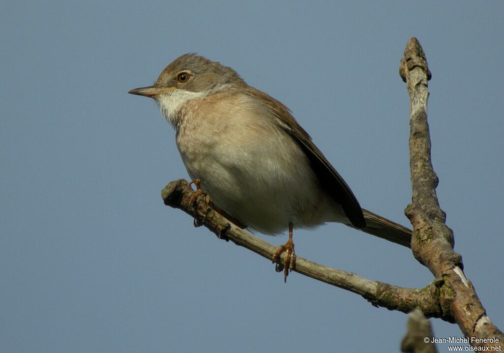 Common Whitethroat