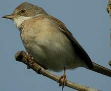 Common Whitethroat