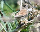 Fauvette grisette
