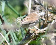 Fauvette grisette