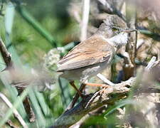 Fauvette grisette