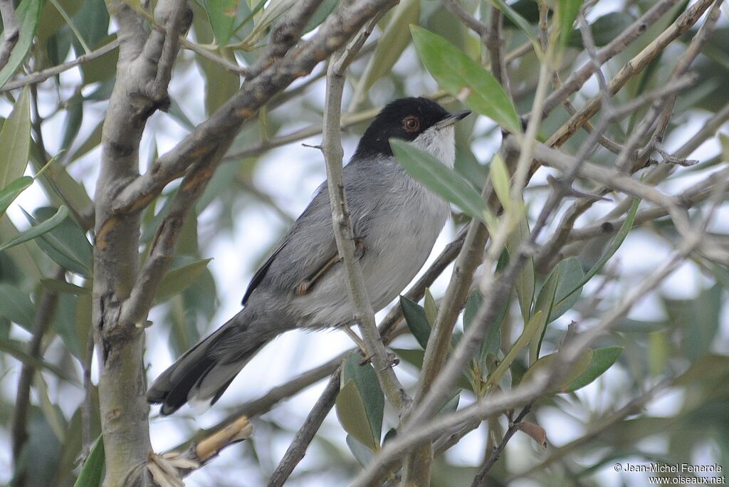 Sardinian Warbler