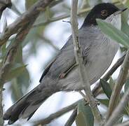 Sardinian Warbler