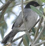 Sardinian Warbler