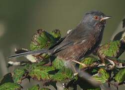 Dartford Warbler