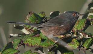 Dartford Warbler