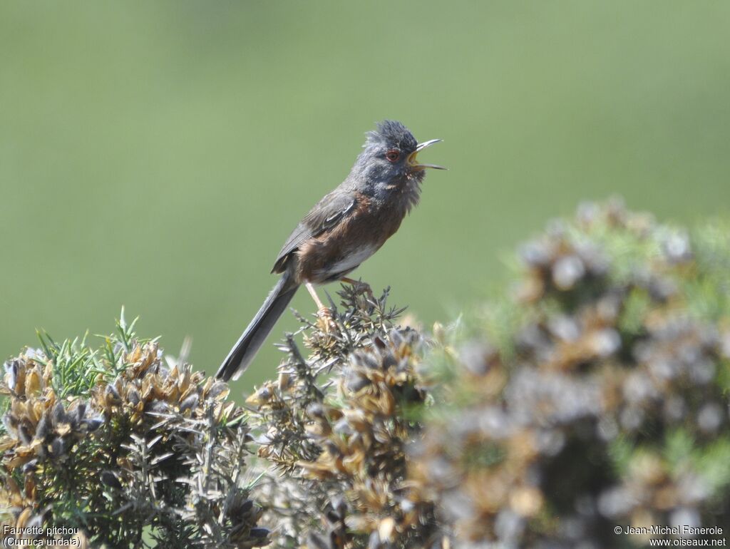 Dartford Warbler