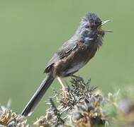 Dartford Warbler