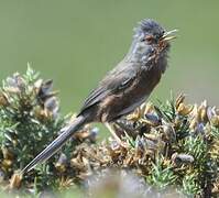 Dartford Warbler