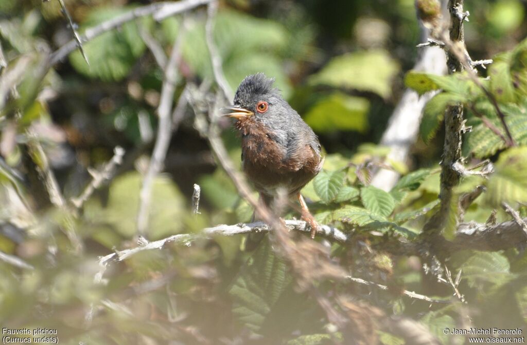 Dartford Warbler