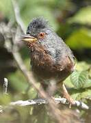 Dartford Warbler