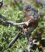 Dartford Warbler