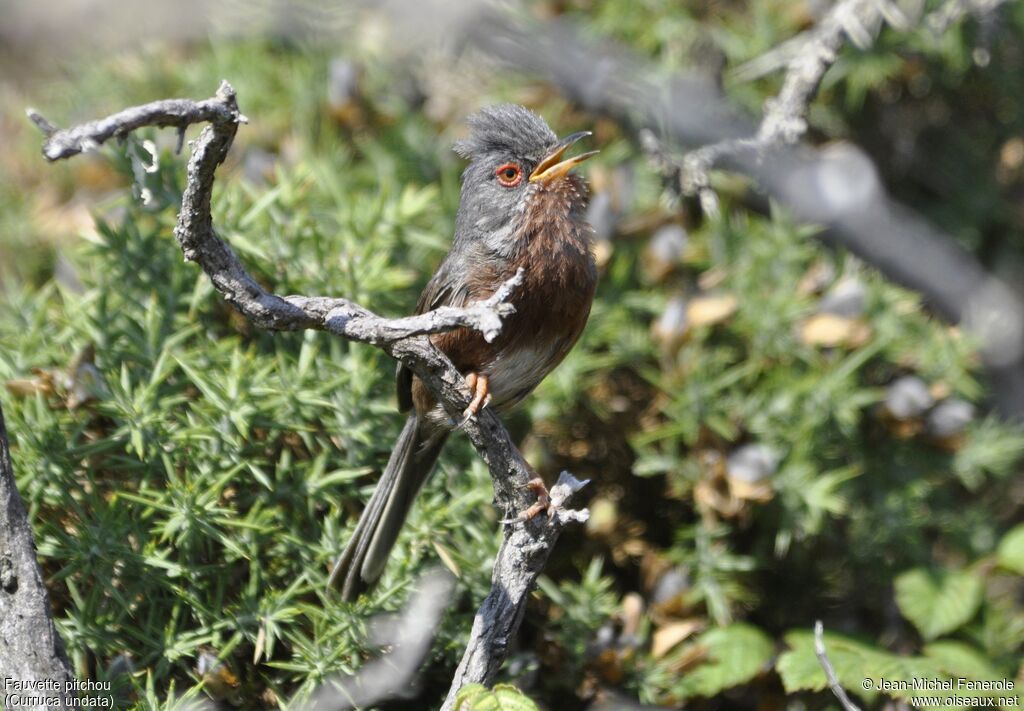 Dartford Warbler