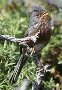 Dartford Warbler