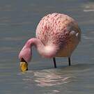 Flamant de James