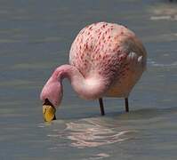 James's Flamingo