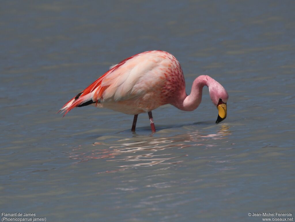 Flamant de James