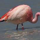 Flamant de James