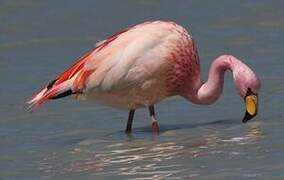 James's Flamingo