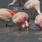 Flamant de James