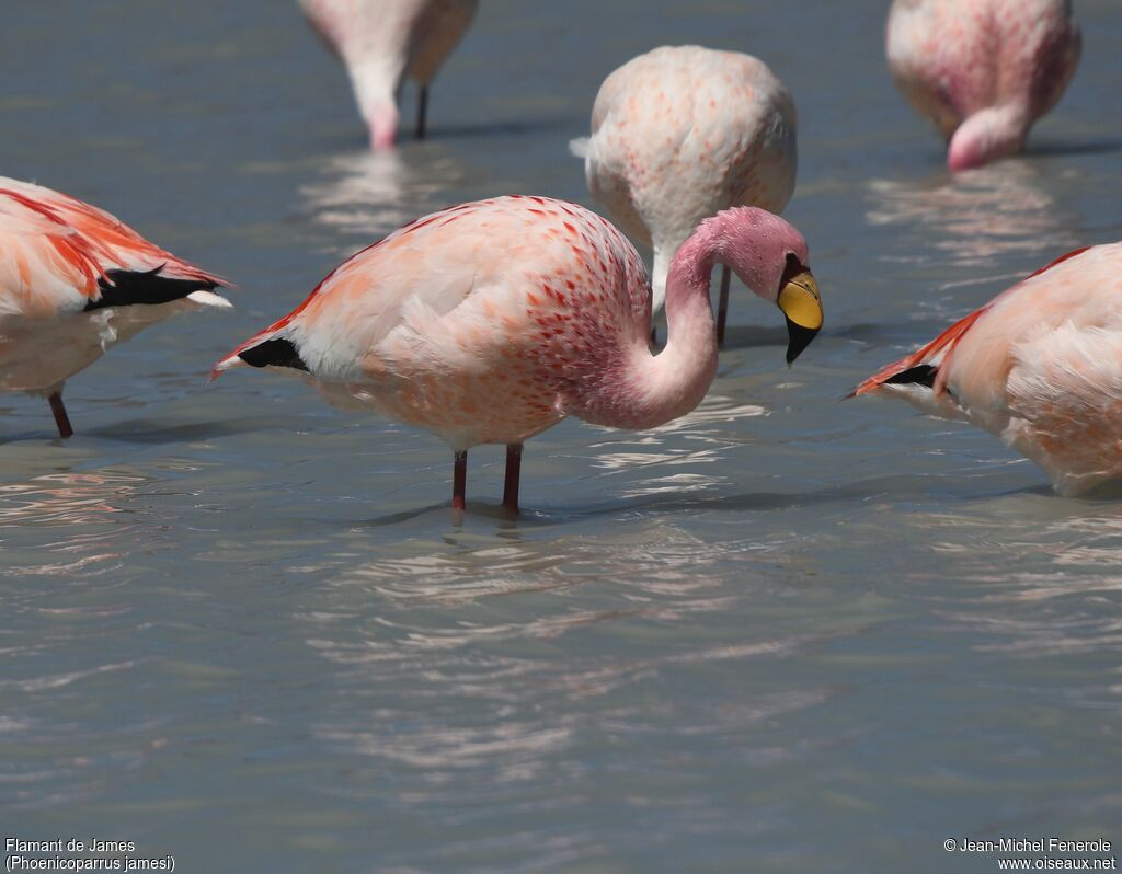 Flamant de James