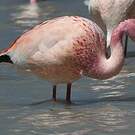 Flamant de James
