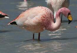 James's Flamingo