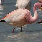 Flamant de James